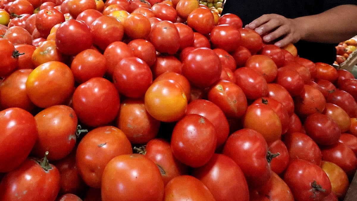 House probe of surge in tomato prices pushed 